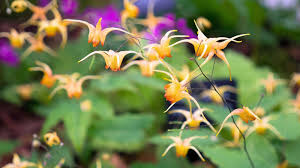 Attēlu rezultāti vaicājumam “Epimedium alpinum  flower”