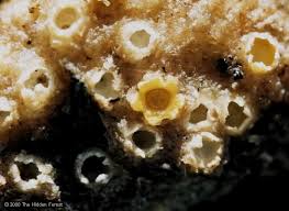 Attēlu rezultāti vaicājumam “Sphaerobolus stellatus”