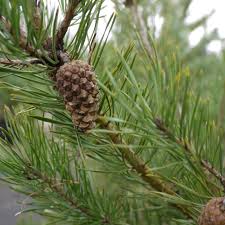 Attēlu rezultāti vaicājumam “Pinus sylvestris fruit”