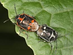 Attēlu rezultāti vaicājumam “Eurydema oleracea imago”