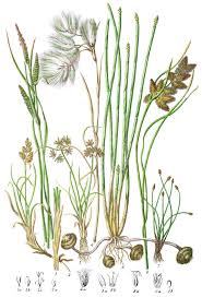 Attēlu rezultāti vaicājumam “Cyperaceae”