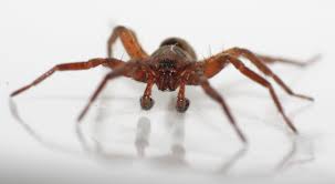 Attēlu rezultāti vaicājumam “Agroeca brunnea”