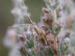 Attēlu rezultāti vaicājumam “Phytocoris varipes”