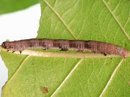 Attēlu rezultāti vaicājumam “Macaria alternata”