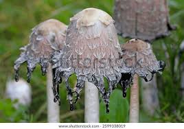 Image result for coprinus