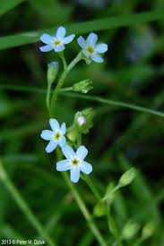 Attēlu rezultāti vaicājumam “Myosotis laxa subsp. baltica”