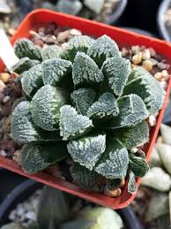 Image result for Haworthia mix