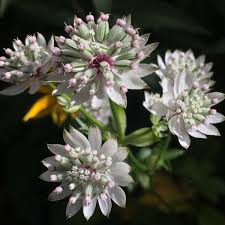 Attēlu rezultāti vaicājumam “Astrantia major fruit”