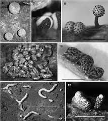 Attēlu rezultāti vaicājumam “Diderma chondrioderma sessile”