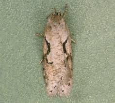 Attēlu rezultāti vaicājumam “Semioscopis avellanella”