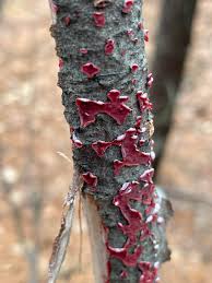 Attēlu rezultāti vaicājumam “Peniophora rufa”