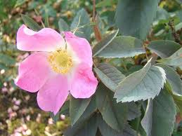 Attēlu rezultāti vaicājumam “Rosa glauca”