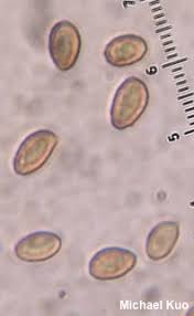 Attēlu rezultāti vaicājumam “Cortinarius sanguineus”