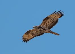 Attēlu rezultāti vaicājumam “Pernis apivorus adult”