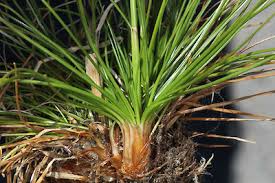 Attēlu rezultāti vaicājumam “Juncus squarrosus fruit”