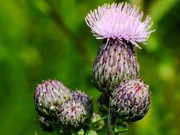 Attēlu rezultāti vaicājumam “Cirsium arvense fruit”