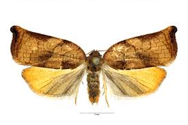 Attēlu rezultāti vaicājumam “Archips podana female”