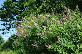 Attēlu rezultāti vaicājumam “Spiraea salicifolia”