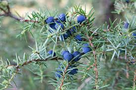 Attēlu rezultāti vaicājumam “Juniperus communis fruit”