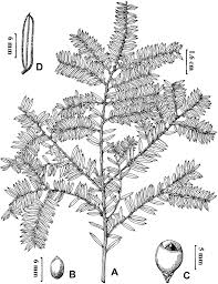 Attēlu rezultāti vaicājumam “Taxus wallichiana”