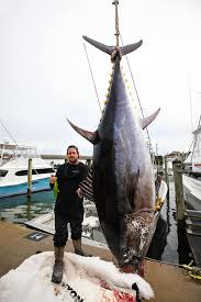 Image result for giant tuna