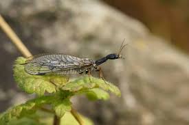 Attēlu rezultāti vaicājumam “Raphidioptera imago”