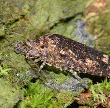 Attēlu rezultāti vaicājumam “Machilidae”