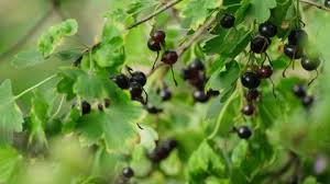 Attēlu rezultāti vaicājumam “Bryonia alba fruit”