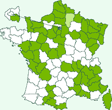 Attēlu rezultāti vaicājumam “Ancylis laetana”