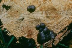 Attēlu rezultāti vaicājumam “Amaurochaete atra”