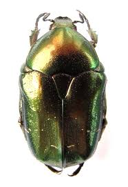 Attēlu rezultāti vaicājumam “Potosia cuprea”