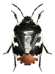 Attēlu rezultāti vaicājumam “Tritomegas bicolor”