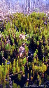 Attēlu rezultāti vaicājumam “Polytrichum juniperinum”