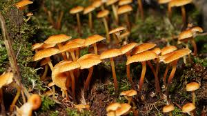 Attēlu rezultāti vaicājumam “Phronia sp.”