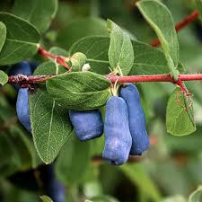 Attēlu rezultāti vaicājumam “Linnaea borealis fruit”