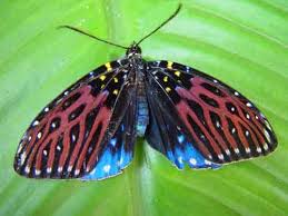 Attēlu rezultāti vaicājumam “Zygaenidae”