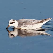 Attēlu rezultāti vaicājumam “Phalaropus fulicarius adult”