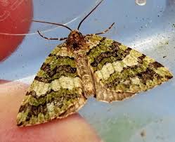 Attēlu rezultāti vaicājumam “Hydriomena furcata”