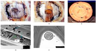 Attēlu rezultāti vaicājumam “Phlebiopsis gigantea”