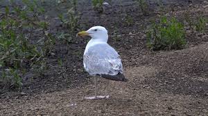 Image result for Larus cachinnans