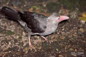 Attēlu rezultāti vaicājumam “Corvus frugilegus adult”