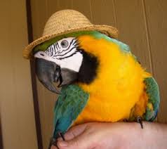 ^_____صور ببغاوات_____^ images?q=tbn:ANd9GcTsXI9pTsM2D0JXc1OKtQ_ludm0Nec5WDSBDerhOMD28J_OITIarA