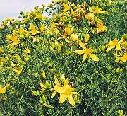 Attēlu rezultāti vaicājumam “Hypericum perforatum”