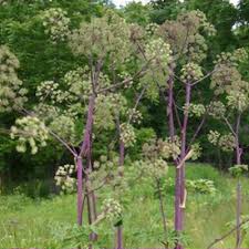 Attēlu rezultāti vaicājumam “Angelica palustris flower”