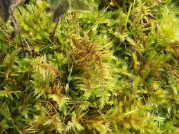 Attēlu rezultāti vaicājumam “Abietinella abietina”