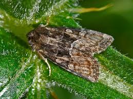 Attēlu rezultāti vaicājumam “Oligia sp.”