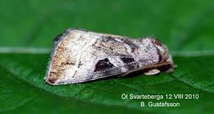 Attēlu rezultāti vaicājumam “Eucarta virgo”