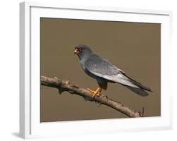 Attēlu rezultāti vaicājumam “Falco vespertinus”