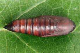 Attēlu rezultāti vaicājumam “Lygephila viciae”