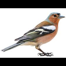 Attēlu rezultāti vaicājumam “Fringilla coelebs male”